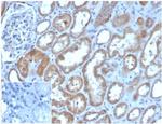 CD205/LY75/DEC-205 Antibody in Immunohistochemistry (Paraffin) (IHC (P))