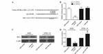 Metadherin Antibody in Western Blot (WB)