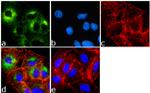 Metadherin Antibody in Immunocytochemistry (ICC/IF)