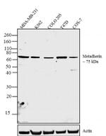 Metadherin Antibody in Western Blot (WB)