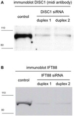 DISC1 Antibody in Western Blot (WB)