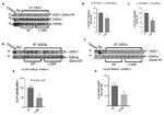 DISC1 Antibody in Western Blot, Immunoprecipitation (WB, IP)