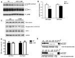 DISC1 Antibody in Western Blot (WB)