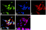 DISC1 Antibody in Immunocytochemistry (ICC/IF)