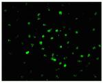 DISC1 Antibody in Immunohistochemistry (IHC)