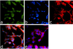 DISC1 Antibody in Immunocytochemistry (ICC/IF)