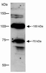 DISC1 Antibody in Western Blot (WB)