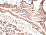 TACSTD2/TROP2 Antibody in Immunohistochemistry (Paraffin) (IHC (P))