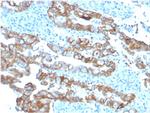 TACSTD2/TROP2 Antibody in Immunohistochemistry (Paraffin) (IHC (P))