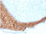 TACSTD2/TROP2 Antibody in Immunohistochemistry (Paraffin) (IHC (P))