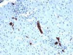 TACSTD2/TROP2 (Epithelial Marker) Antibody in Immunohistochemistry (Paraffin) (IHC (P))