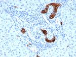 TACSTD2/TROP2 (Epithelial Marker) Antibody in Immunohistochemistry (Paraffin) (IHC (P))