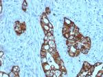 TACSTD2/TROP2 (Epithelial Marker) Antibody in Immunohistochemistry (Paraffin) (IHC (P))