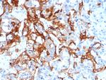 TACSTD2/TROP2 Antibody in Immunohistochemistry (Paraffin) (IHC (P))