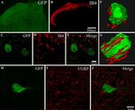 Connexin 45 Antibody in Immunocytochemistry (ICC/IF)