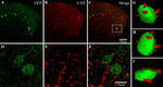 Connexin 45 Antibody in Immunocytochemistry (ICC/IF)