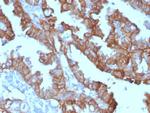 Ep-CAM/CD326 Antibody in Immunohistochemistry (Paraffin) (IHC (P))