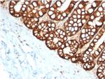 Ep-CAM/CD326 (Extracellular Domain) (Epithelial Marker) Antibody in Immunohistochemistry (Paraffin) (IHC (P))