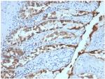 Ep-CAM/CD326 (Extracellular Domain) (Epithelial Marker) Antibody in Immunohistochemistry (Paraffin) (IHC (P))