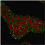 Ep-CAM/CD326 (Extracellular Domain) (Epithelial Marker) Antibody in Immunocytochemistry (ICC/IF)