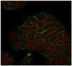 Ep-CAM/CD326 (Extracellular Domain) (Epithelial Marker) Antibody in Immunocytochemistry (ICC/IF)