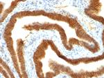 EpCAM/CD326 (Epithelial Marker) Antibody in Immunohistochemistry (Paraffin) (IHC (P))