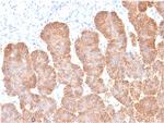 Ep-CAM/CD326 Antibody in Immunohistochemistry (Paraffin) (IHC (P))