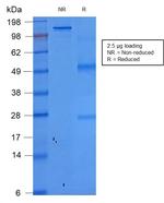 Ep-CAM/CD326 Antibody in SDS-PAGE (SDS-PAGE)