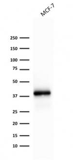 Ep-CAM/CD326 Antibody in Western Blot (WB)