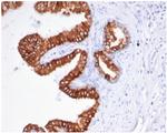 EpCAM/CD326 (Epithelial Marker) Antibody in Immunohistochemistry (Paraffin) (IHC (P))