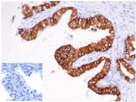 EpCAM/CD326 (Epithelial Marker) Antibody in Immunohistochemistry (Paraffin) (IHC (P))