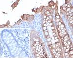 EpCAM/CD326 (Epithelial Marker) Antibody in Immunohistochemistry (Paraffin) (IHC (P))