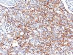 Ep-CAM/CD326 (Extracellular Domain) (Epithelial Marker) Antibody in Immunohistochemistry (Paraffin) (IHC (P))