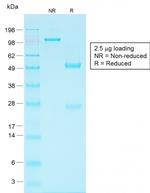 Ep-CAM/CD326 Antibody in SDS-PAGE (SDS-PAGE)