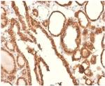 Ep-CAM/CD326 Antibody in Immunohistochemistry (Paraffin) (IHC (P))