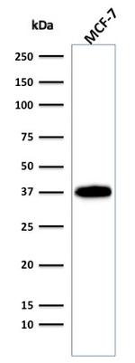 Ep-CAM/CD326 Antibody in Western Blot (WB)