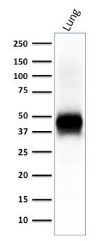 Ep-CAM/CD326 Antibody in Western Blot (WB)