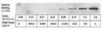 Human CREB (Total) ELISA Kit