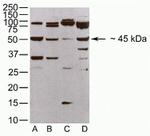 JAM3 Antibody in Western Blot (WB)