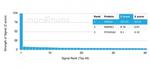 SMAD9 Antibody in Peptide array (ARRAY)