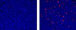 CD68 Antibody in Immunohistochemistry (Paraffin) (IHC (P))