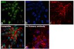 LSD1 Antibody in Immunocytochemistry (ICC/IF)