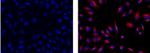 Mouse IgG1 Secondary Antibody in Immunocytochemistry (ICC/IF)