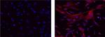 Mouse IgG1 kappa Isotype Control in Immunocytochemistry (ICC/IF)