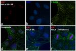 Ki-67 Antibody in Immunocytochemistry (ICC/IF)