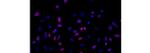 Ki-67 Antibody in Immunocytochemistry (ICC/IF)