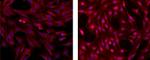 ERK1/2 Antibody in Immunocytochemistry (ICC/IF)