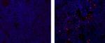 AIRE Antibody in Immunohistochemistry (Paraffin) (IHC (P))