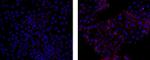 ZO-1 Antibody in Immunocytochemistry (ICC/IF)