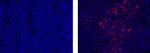 TRAF-1 Antibody in Immunohistochemistry (Paraffin) (IHC (P))